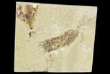 Fossil Mantis Shrimp (Pseudosculda) - Lebanon #123995-1